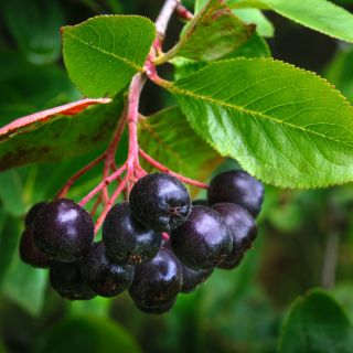 Aronia = vitamínová bomba 🍇 ✅ Vitamíny A, C a E ✅ Posilnenie srdca a ciev ✅ Podpora dobrého trávenia 💜 Ochutnaj silu...