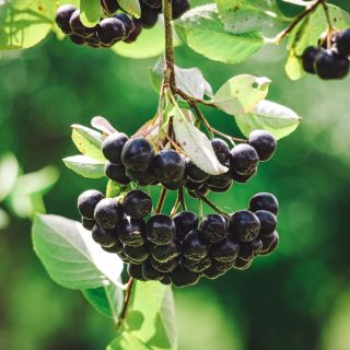 Príroda má odpoveď na všetko 🌿 Aronia ti dodá vitalitu, energiu a pocit sviežosti. 🫐 Jednoduchý spôsob, ako dopriať telu...